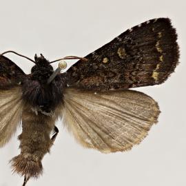  Haliophyle anthracias , adult male 
 
 
 